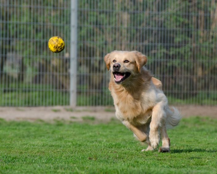 A Quoi Sert La Queue Du Chien Conseils d'éducation Archives - Page 3 sur 4 - Ecole du chien