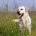 chien_labrador-retriever