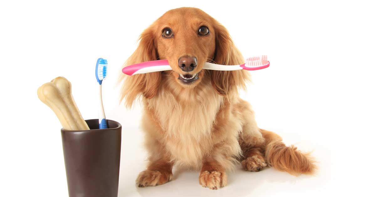 L'hygiène bucco-dentaire chez le chien - Ecole du chien L'hygiène bucco-dentaire chez le chien - Ecole du chien