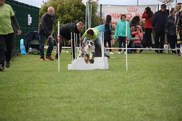 flyball chien 14