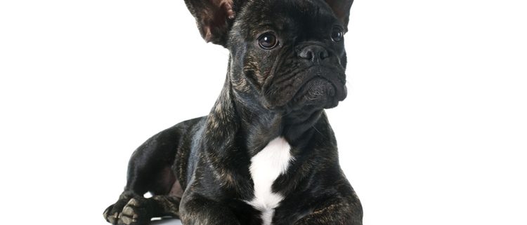 Bouledogue Français ou Boston Terrier ? - Ecole du chien Bouledogue Français ou Boston Terrier ? - Ecole du chien