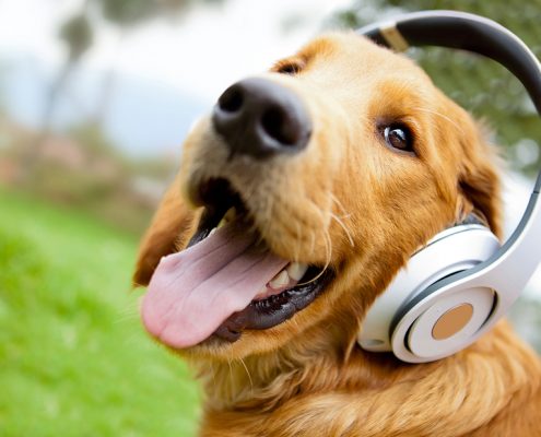 les chiens et la musique