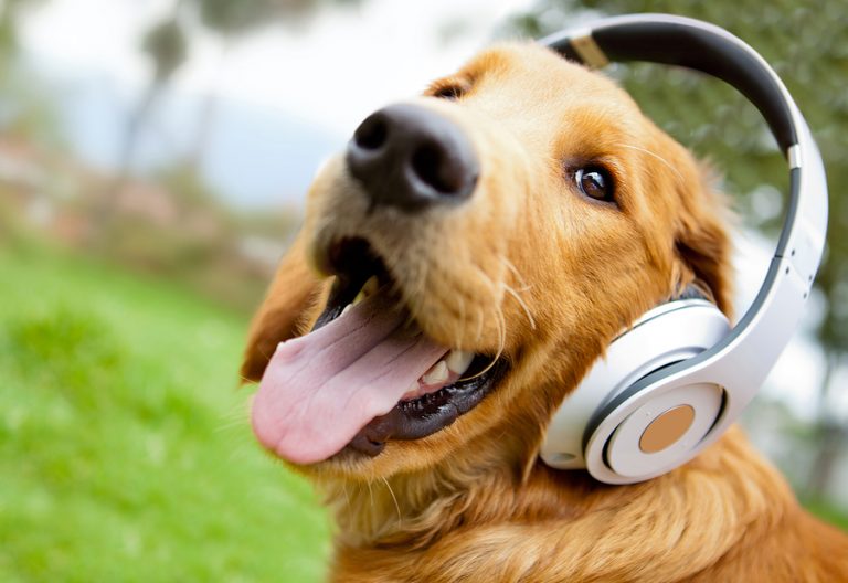les chiens et la musique Ecole du chien Educateur canin Caen